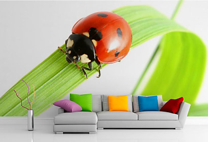 Fototapeta Ladybird